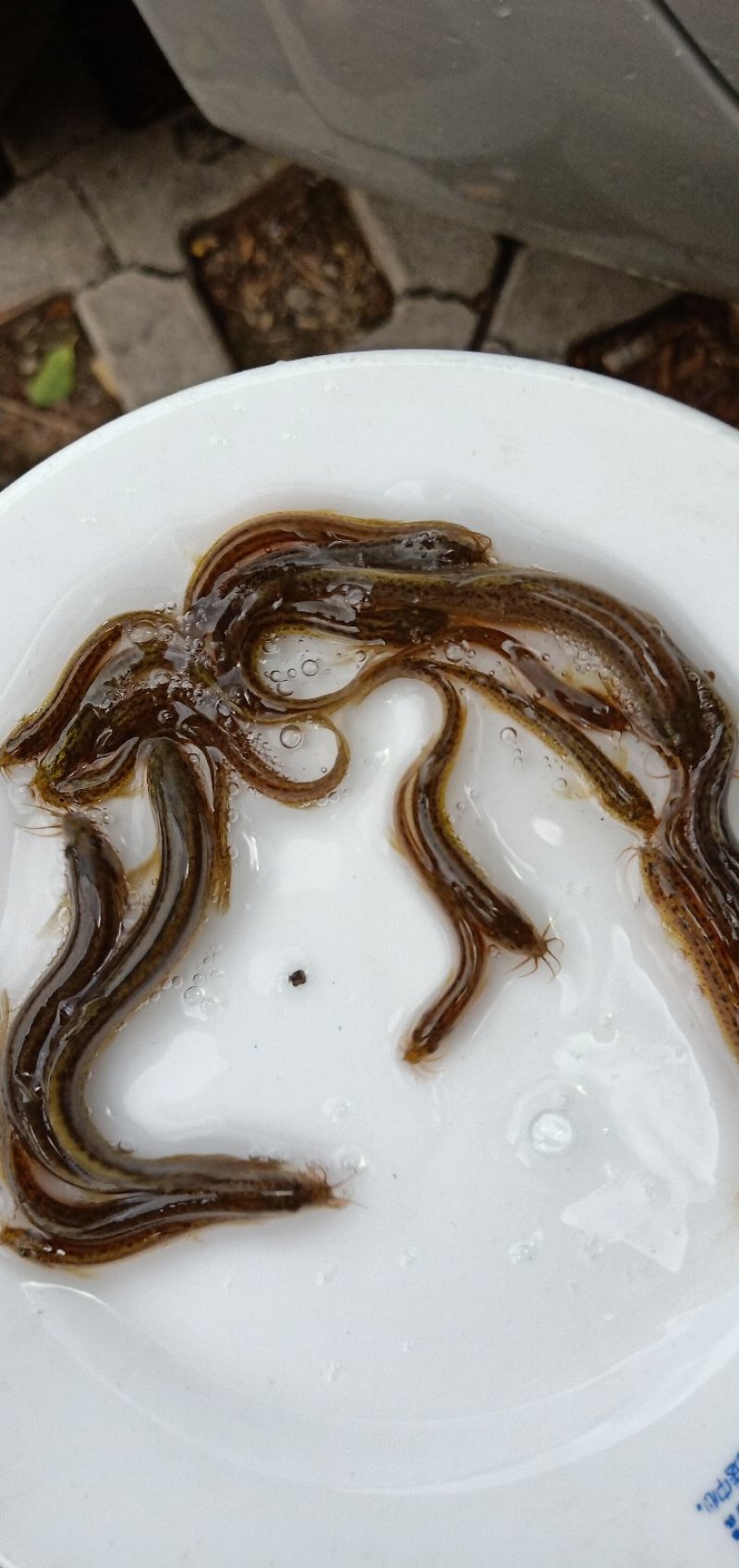 泥鳅苗，台湾泥鳅苗，各种规格台湾泥鳅苗，量大可以免费送
