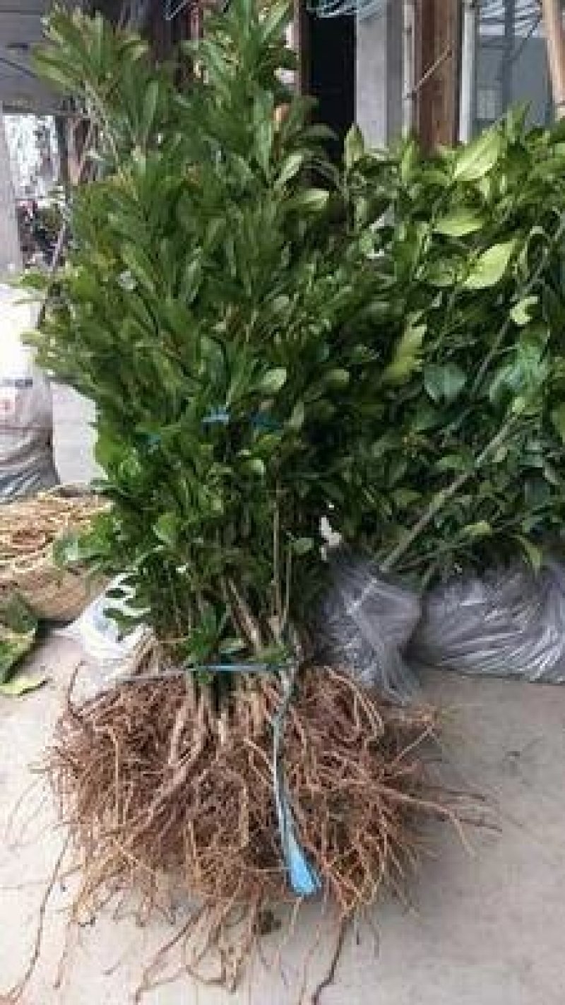 东魁杨梅树苗，2年嫁接苗，包成活包结果，全国包邮