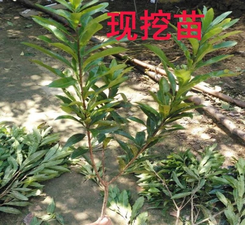 东魁杨梅树苗，2年嫁接苗，包成活包结果，全国包邮