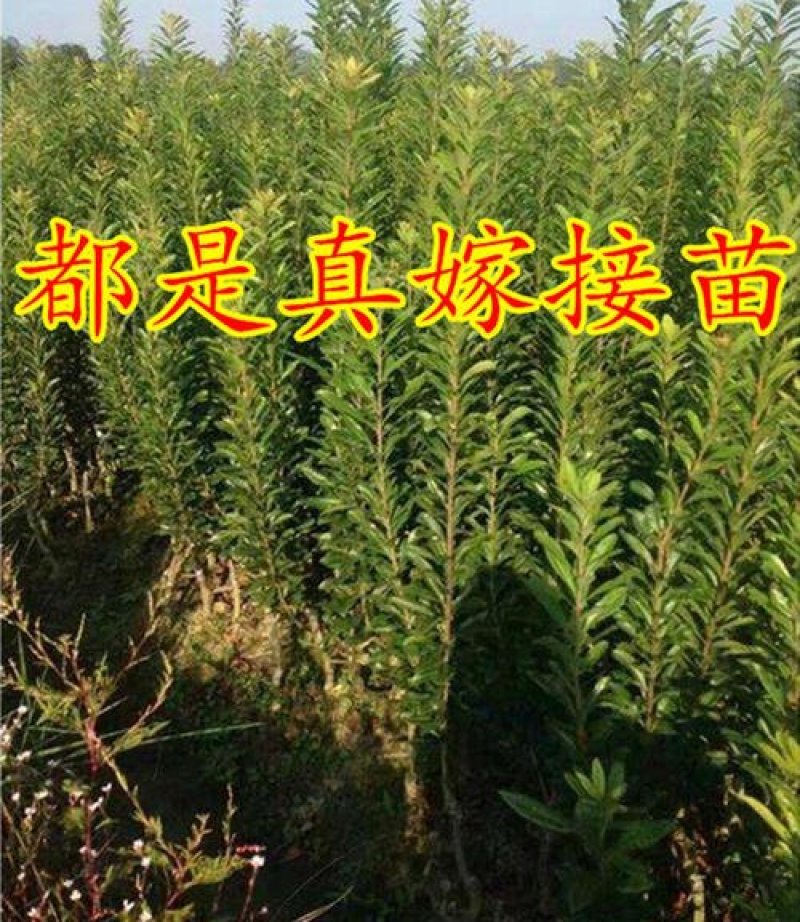 东魁杨梅树苗，2年嫁接苗，包成活包结果，全国包邮