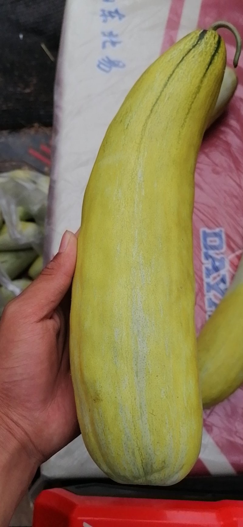 睢宁魏集羊角蜜