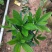 山茶花树苗四季山茶花树苗盆栽树苗庭院种植包邮