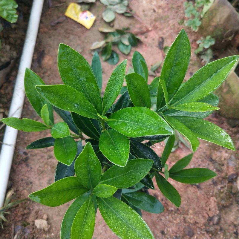 山茶花树苗四季山茶花树苗盆栽树苗庭院种植包邮