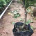 山茶花树苗四季山茶花树苗盆栽树苗庭院种植包邮