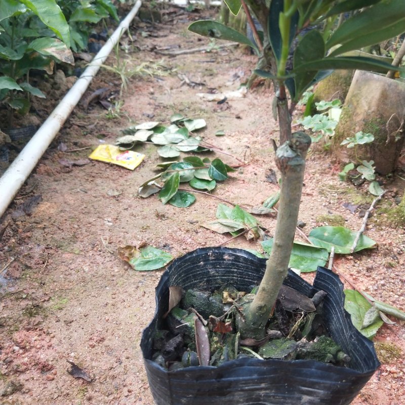 山茶花树苗四季山茶花树苗盆栽树苗庭院种植包邮