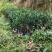 山茶花树苗四季山茶花树苗盆栽树苗庭院种植包邮
