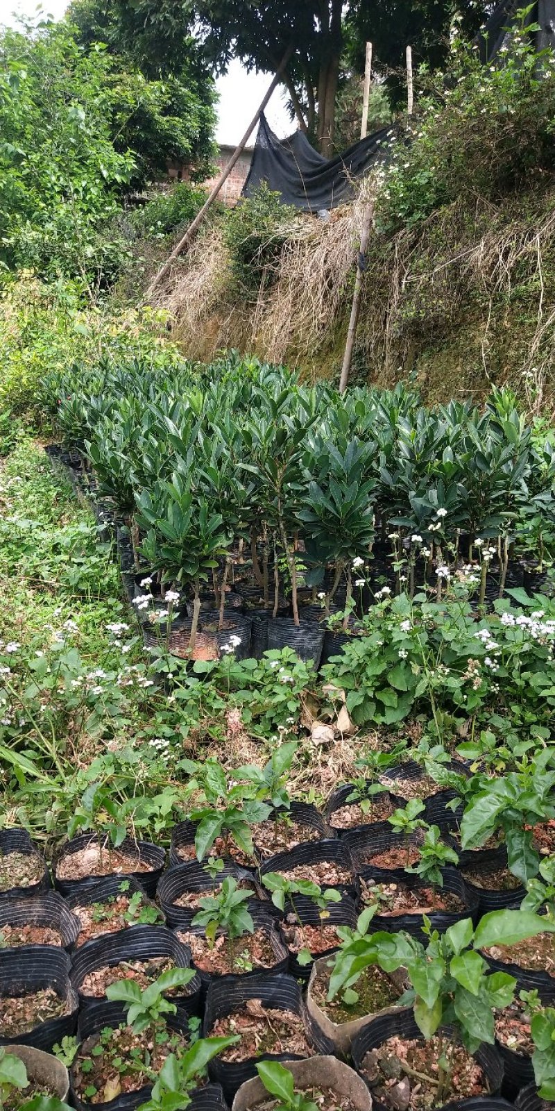 山茶花树苗四季山茶花树苗盆栽树苗庭院种植包邮