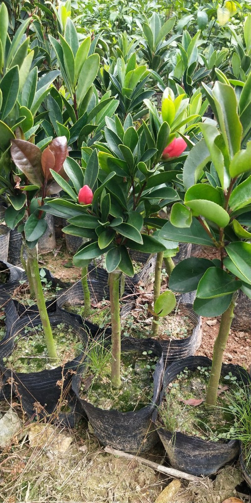 山茶花树苗四季山茶花树苗盆栽树苗庭院种植包邮