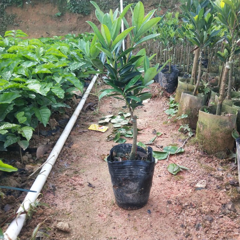 山茶花树苗四季山茶花树苗盆栽树苗庭院种植包邮