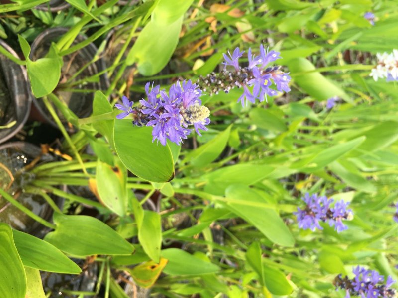 梭鱼草种植户，梭鱼草移栽苗