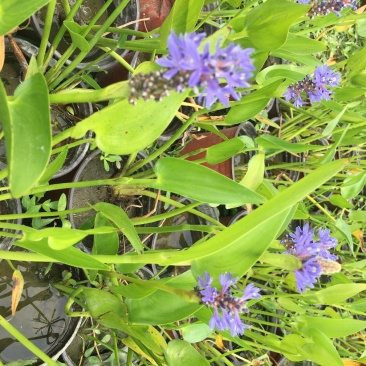 梭鱼草种植户，梭鱼草移栽苗