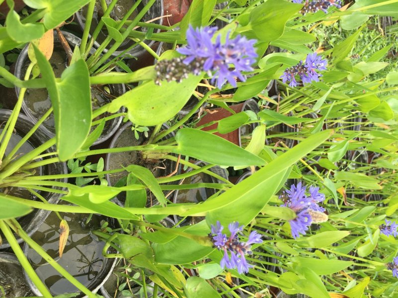 梭鱼草种植户，梭鱼草移栽苗