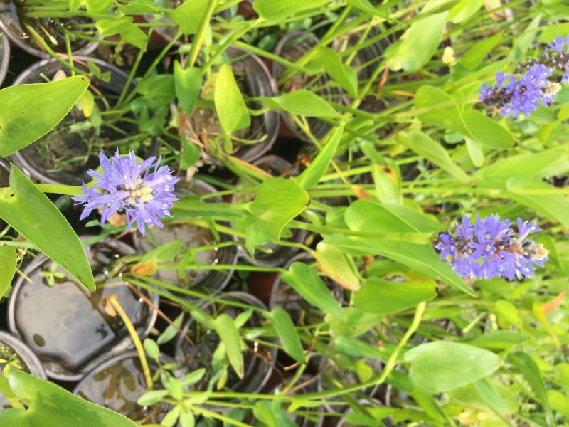 梭鱼草种植户，梭鱼草移栽苗
