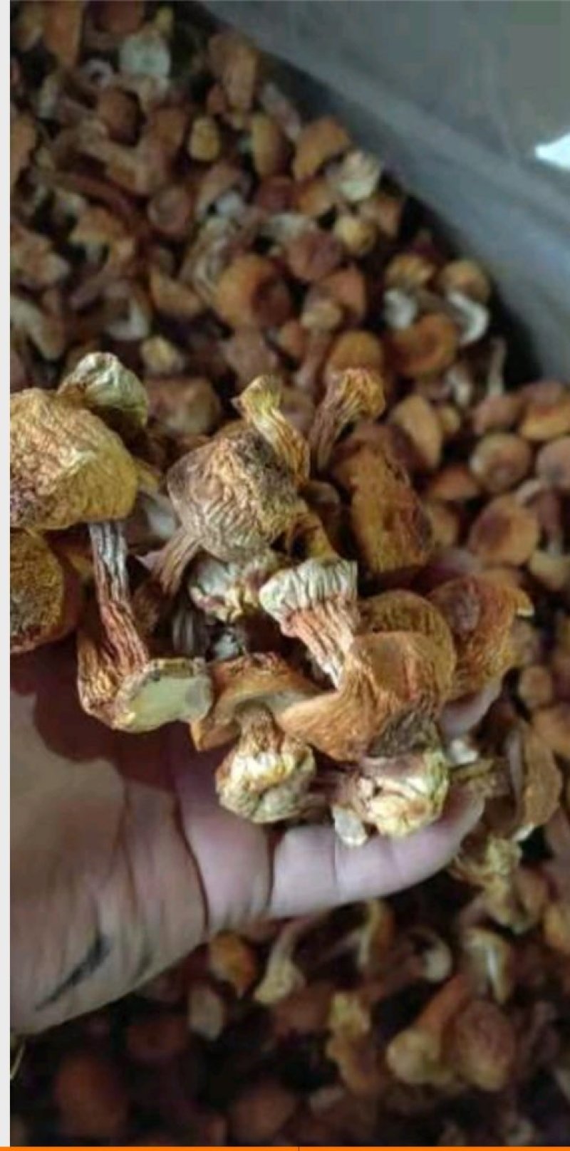 精品姬松茸10斤以上包邮