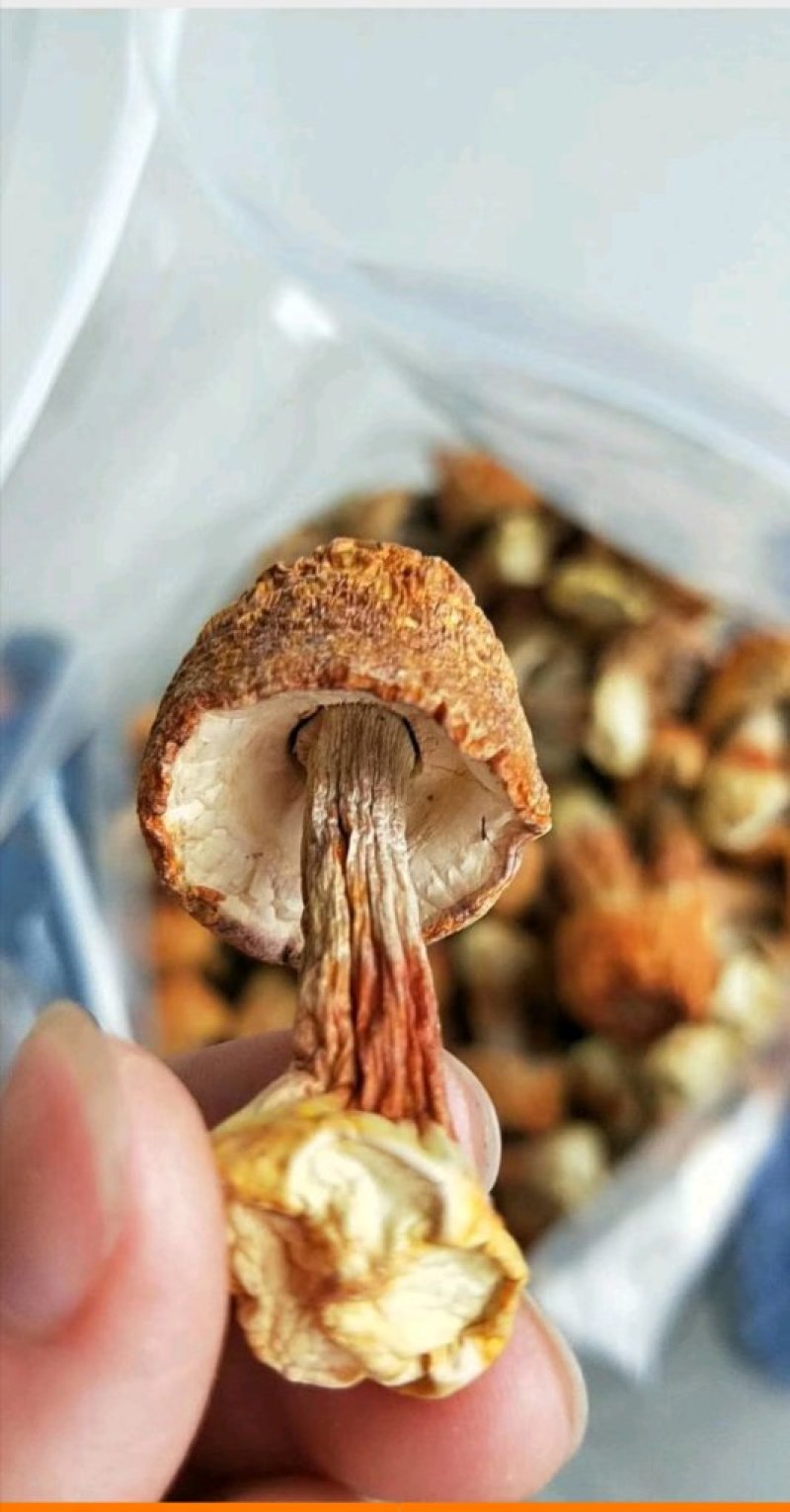 精品姬松茸10斤以上包邮