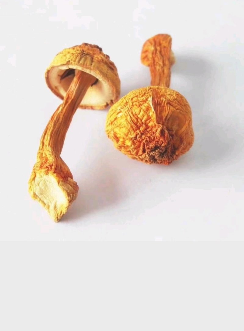 精品姬松茸10斤以上包邮
