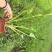 梭鱼草种植户，梭鱼草移栽苗
