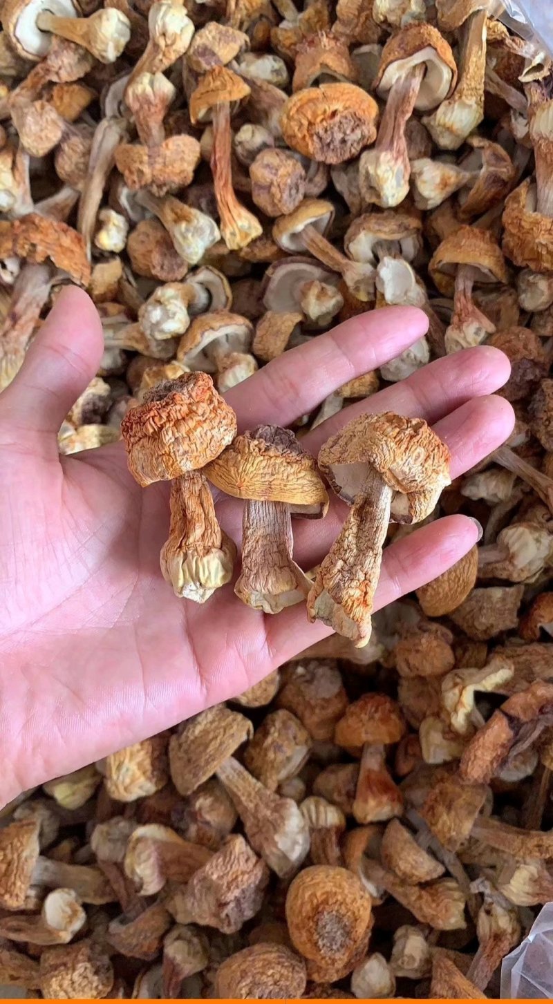 精品姬松茸10斤以上包邮