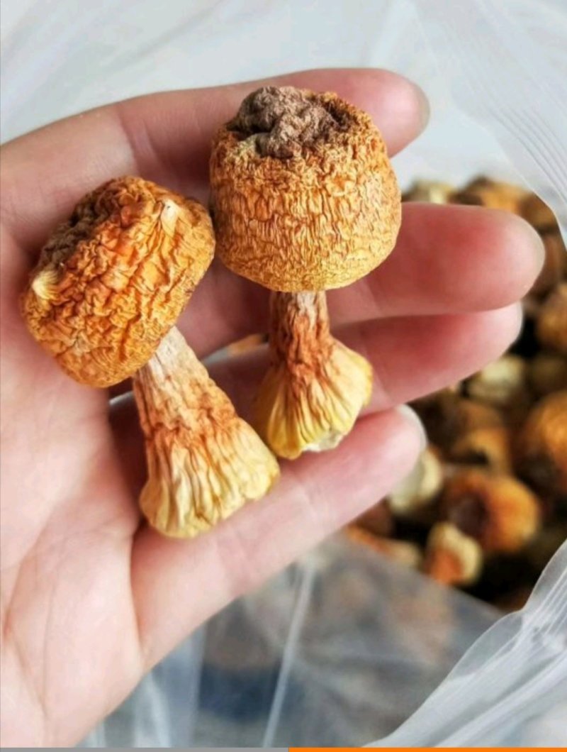 精品姬松茸10斤以上包邮
