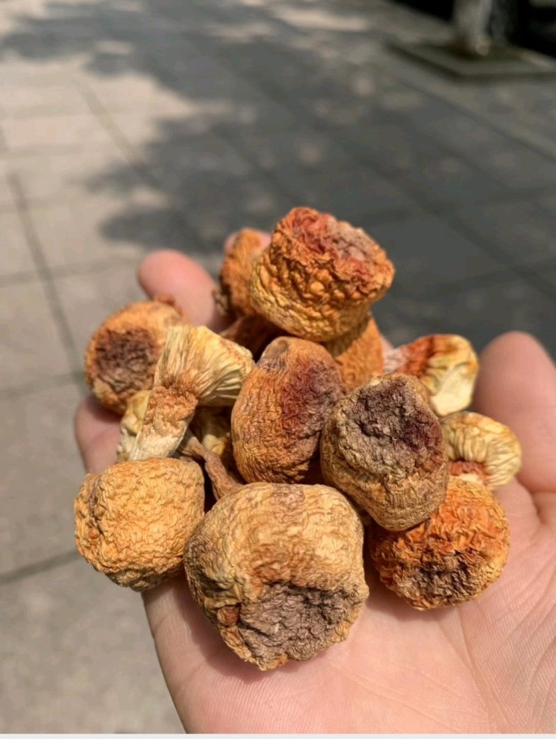 精品姬松茸10斤以上包邮