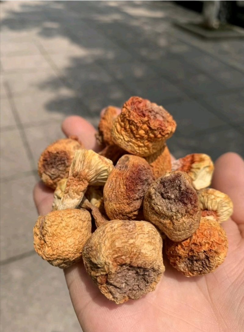 精品姬松茸10斤以上包邮
