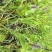 梭鱼草种植户，梭鱼草移栽苗