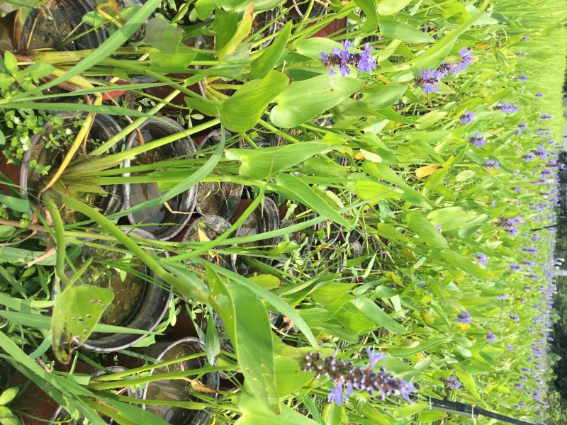 梭鱼草种植户，梭鱼草移栽苗