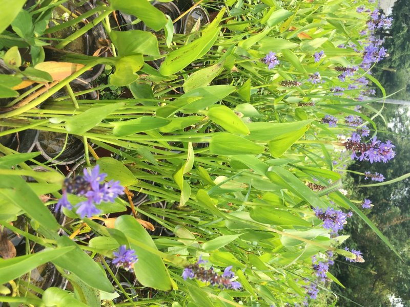 梭鱼草种植户，梭鱼草移栽苗
