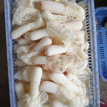 精品贵州新鲜竹荪10斤以上包邮，支持一件代发，欢迎代理