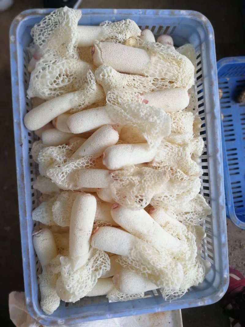 精品贵州新鲜竹荪10斤以上包邮，支持一件代发，欢迎代理