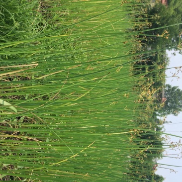水葱哪里有。水葱种植户，水葱了价格