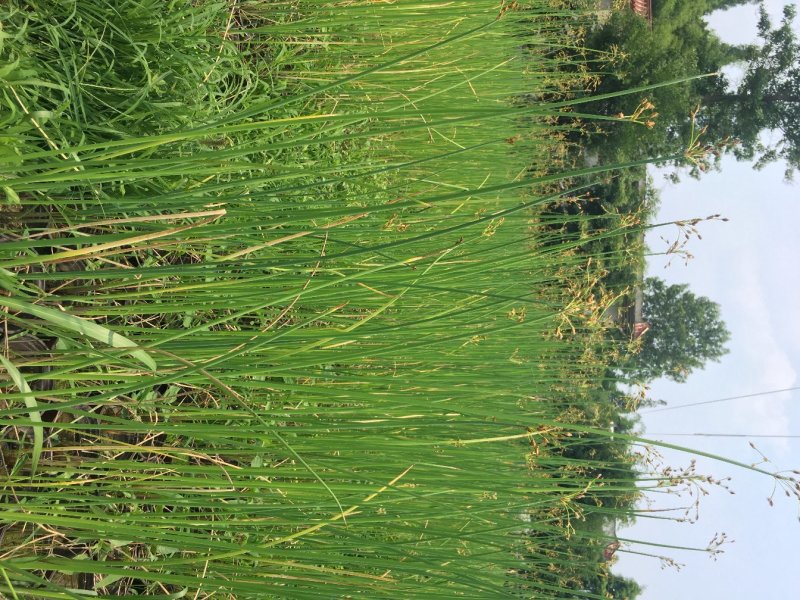 水葱哪里有。水葱种植户，水葱了价格