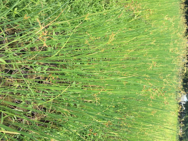 水葱哪里有。水葱种植户，水葱了价格