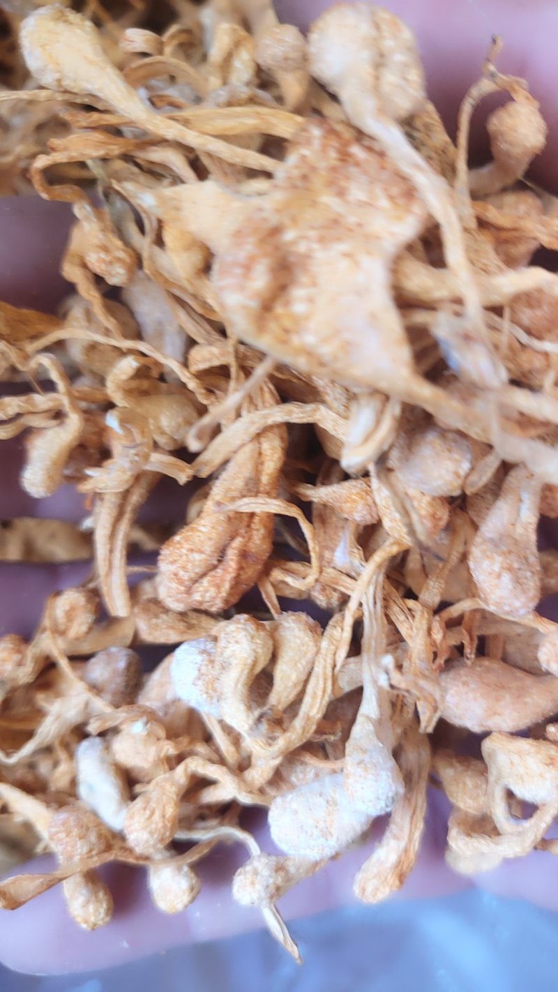 精品饱子头虫草花10以上包邮