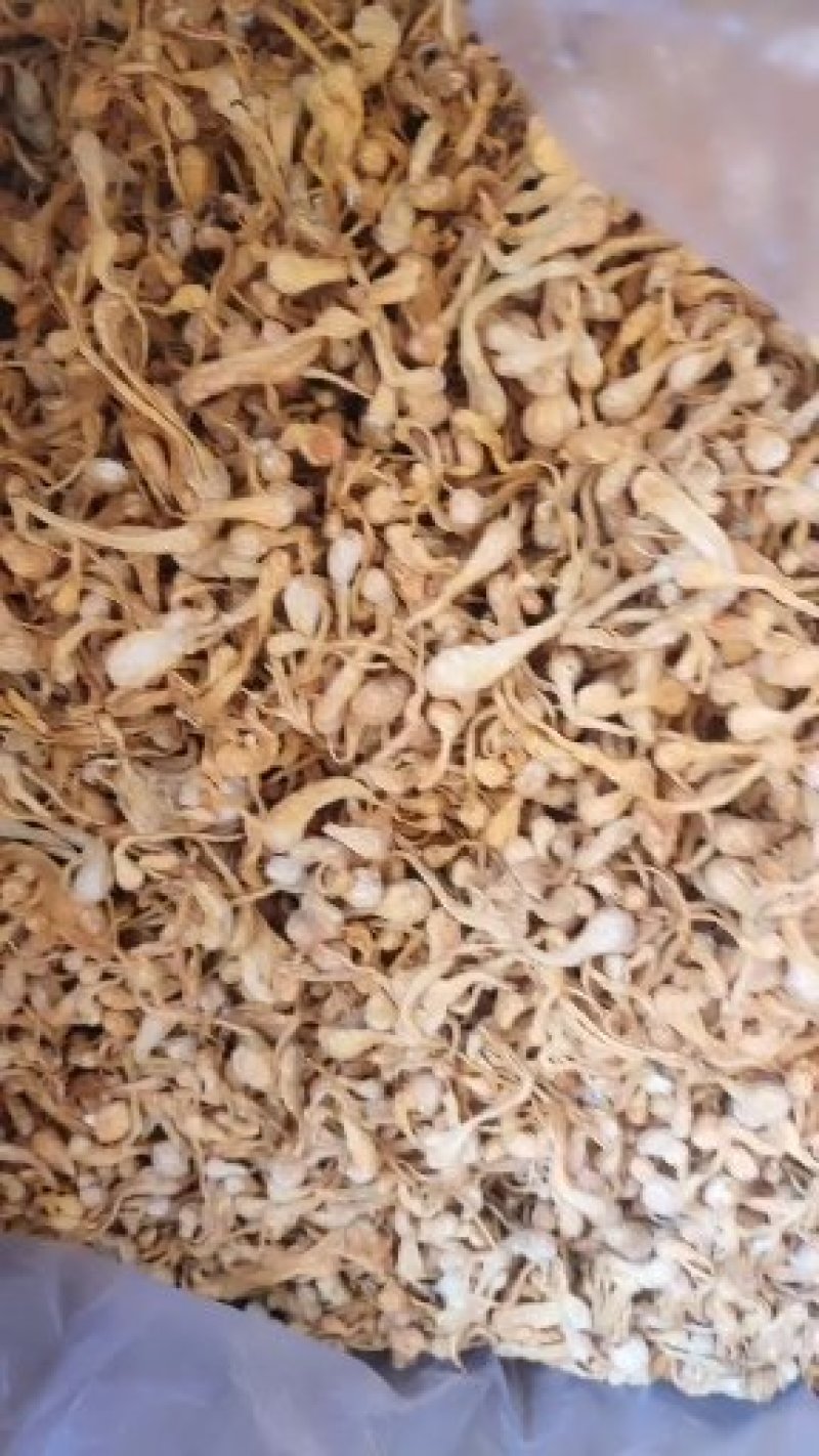 精品饱子头虫草花10以上包邮