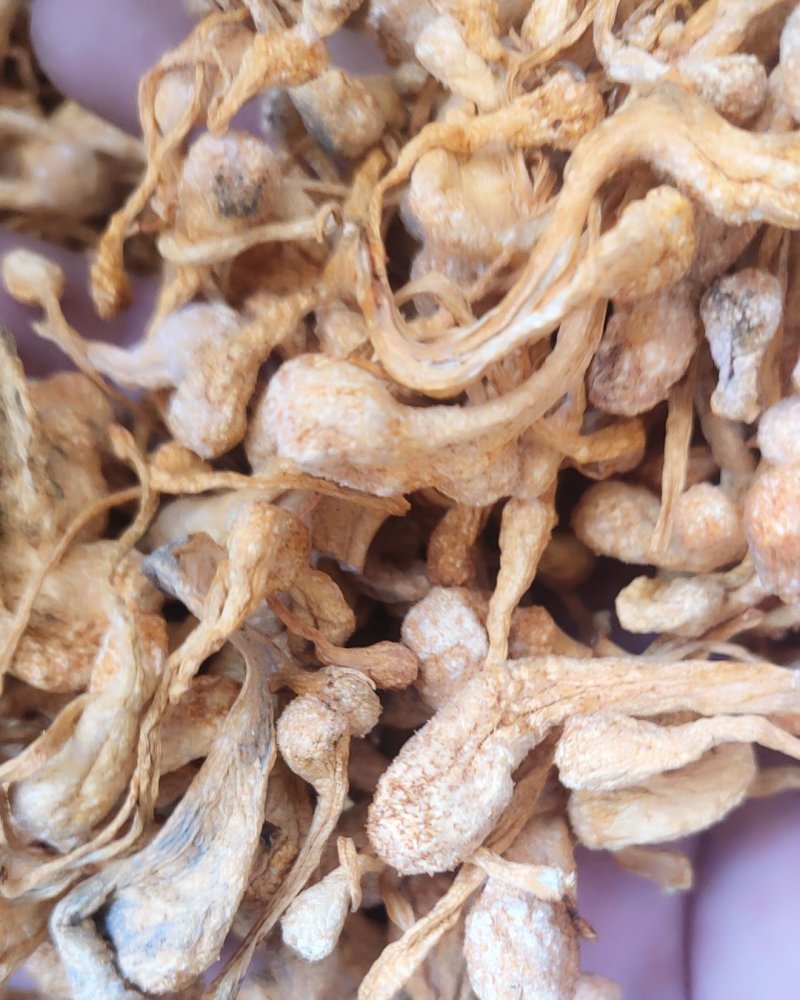 精品饱子头虫草花10以上包邮