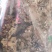 精品野生灰树花10斤以上包邮