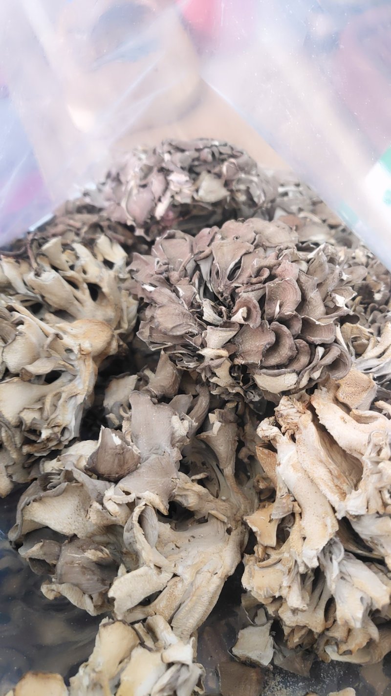 精品野生灰树花10斤以上包邮