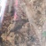 精品野生灰树花10斤以上包邮