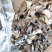 精品野生灰树花10斤以上包邮