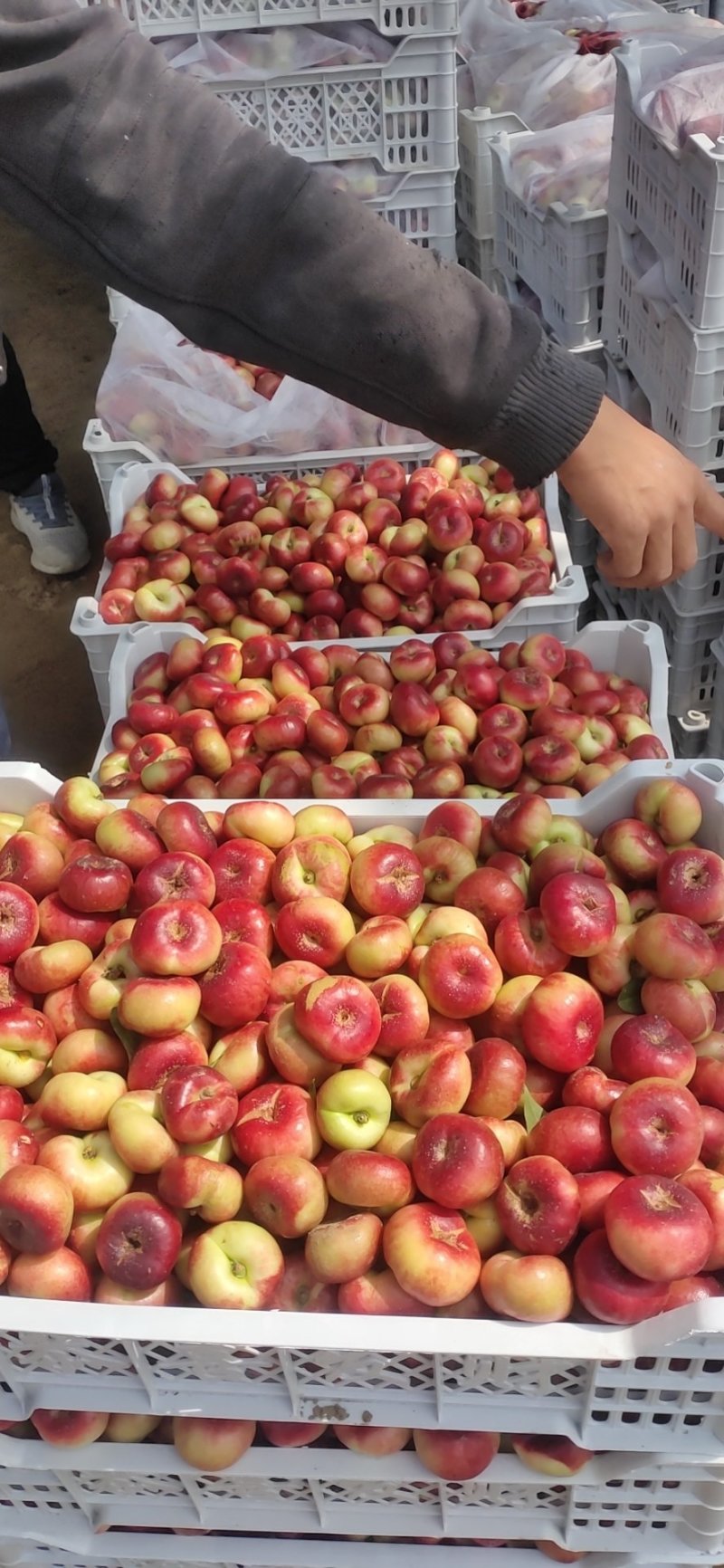 明月蟠桃5月25日大量上市质量有保证价格便宜先到先得