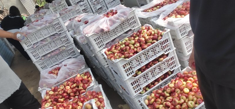 明月蟠桃5月25日大量上市质量有保证价格便宜先到先得