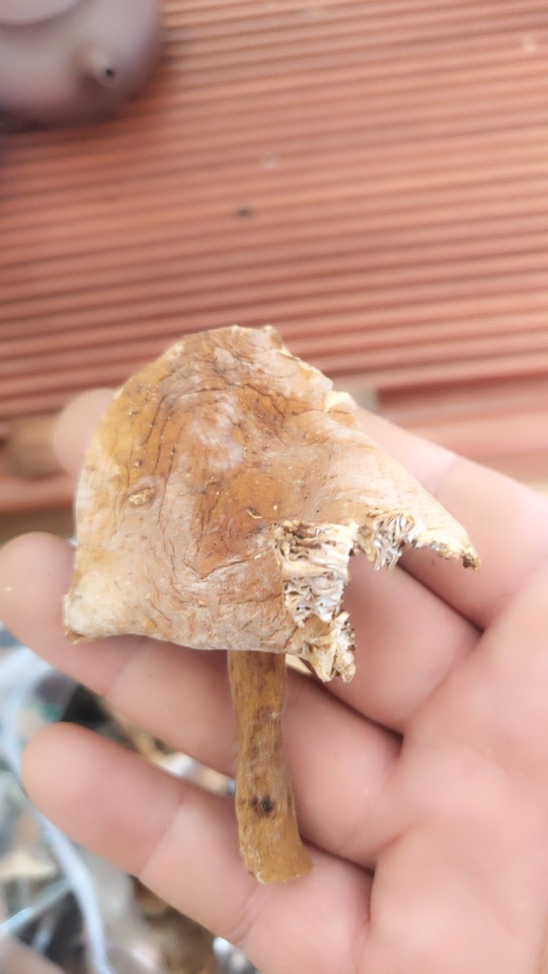 精品野生菌奶浆菌10斤以上包邮