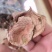 精品野生菌奶浆菌10斤以上包邮