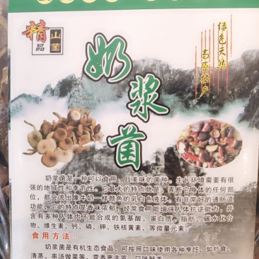 精品野生菌奶浆菌10斤以上包邮