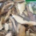 精品红葱牛肝菌10斤以上包邮