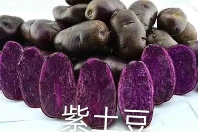 【自家种】紫土豆现摘打包口感好品质好价格低24小时速发