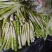 小笋干中笋，大片，弯尖八九成干。厂家产地直销。附近送货