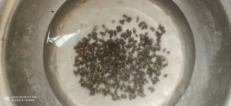 竹米子，一百年长出一次米子，三月竹笋的竹米种子饱满