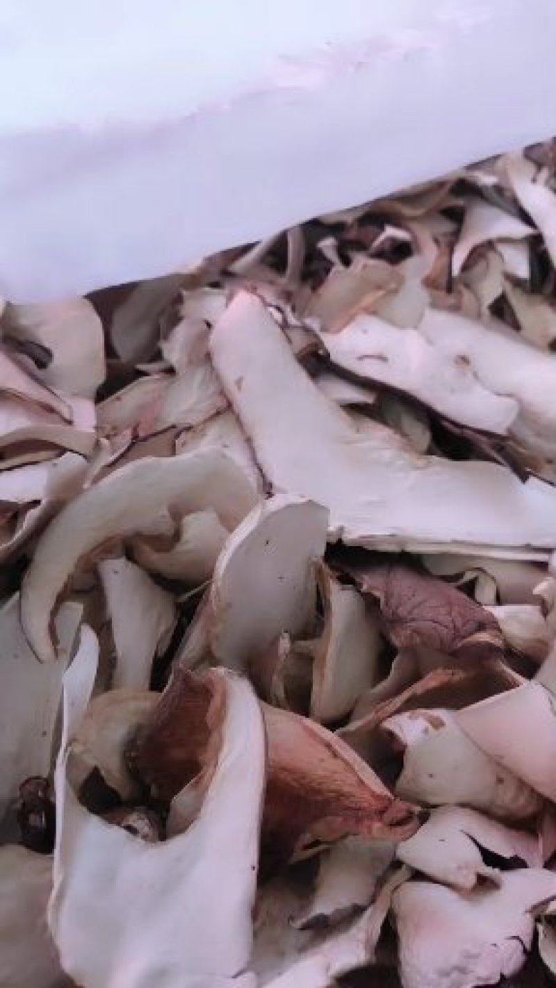 野生黑虎掌菌人工黑虎掌干片10斤以上包邮